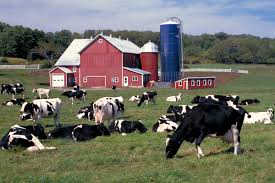 Embracing Nostalgia: The Allure of Old-Fashioned Glass Milk Bottles on Today's Dairy Farms